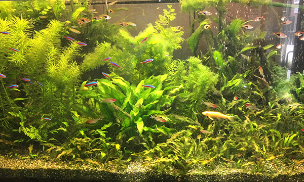 待合室（熱帯魚）